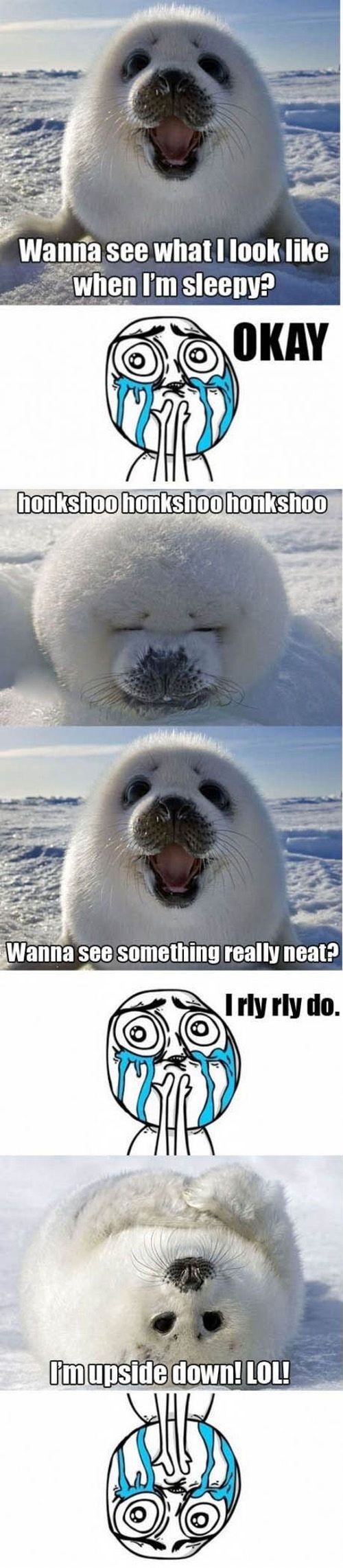funny pinterest post - white seal cub